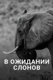 En attendant les éléphants