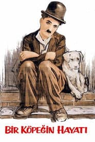 A Dog's Life