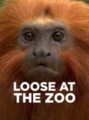 Loose at the Zoo