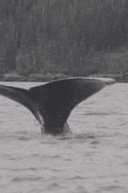 Whales