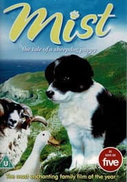 Border Collie Sheepdogs – Off Duty!