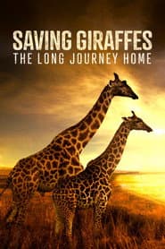 Saving Giraffes: The Long Journey Home
