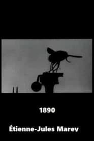 Flight of the Large Blue Fly