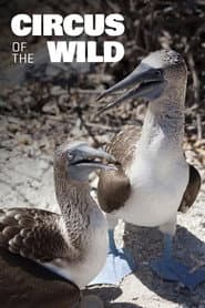 Witzig und wild - Die kuriosen Seiten der Tiere