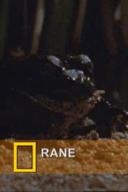Fearsome Frogs