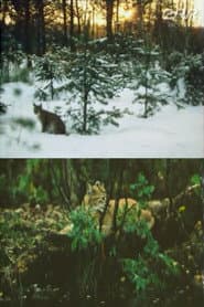 The Story of Ilves