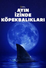 Shark Side of the Moon