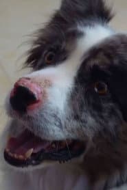 Día de perros