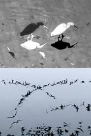 Animal Studies (Egret / Seagull Reflection / Midges / Spider / Swans in a Line)