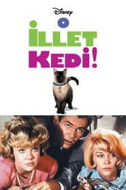 That Darn Cat!