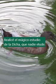 Cinco arrimamientos