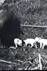 Mamma's Pets