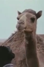 Goulimime