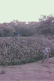 Encinares