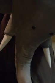 Un éléphant me regarde