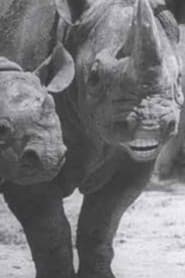 Speaking of Animals: In a Musical Way