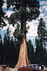 Sequoia & Kings Canyon National Parks