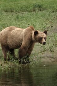 Bear Nation