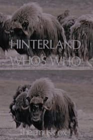 Hinterland Who's Who: The Musk Ox