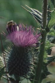 Thistledown