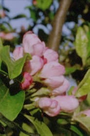 Autumn Rush for Kurt Kren and Winter and Spring and Summer