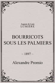 Bourricots sous les palmiers