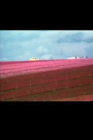 Flower Fields