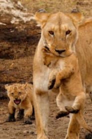 Big Cats of the Serengeti