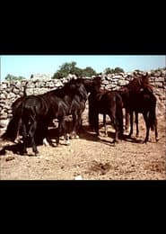 I cavallini della Giara