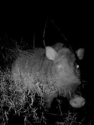 Camera Trap