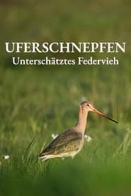 Uferschnepfen - Unterschätztes Federvieh