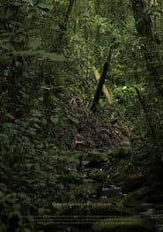 O verde fascínio me faz distante
