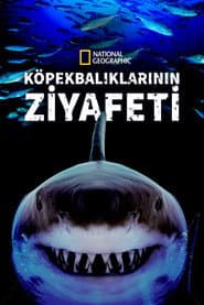 Great Shark Chow Down