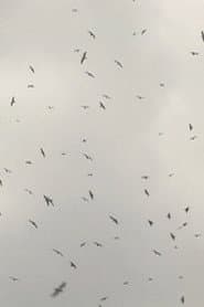 Mumurations