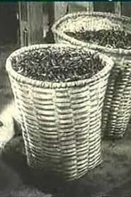 Ali Chahvadze's Tea