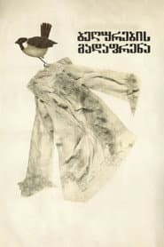 Migrating Sparrows