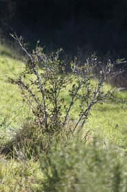 Shrub Oak