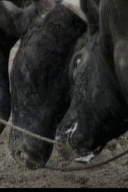 Bullfight in Okinawa