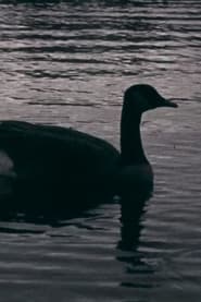 Fowl Play