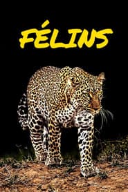 Big Cats