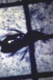 INSECT