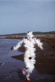 Bird Run