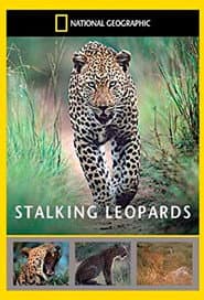 Stalking Leopards