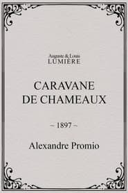 Caravane de chameaux