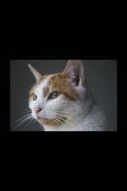 Felis Catus