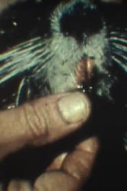 Fauna sudamericana N° 9: Nutria