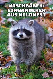 Raccoons: The New Europeans
