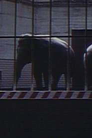 Elephants: Fragments in an Argument