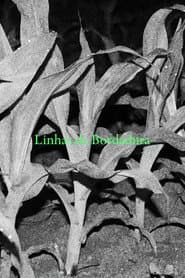 Linhas de Bordadura