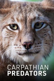 Carpathian Predators